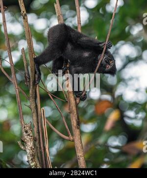 Il Celebes macaque crestato sull'albero. Macaco nero crestato, macaco crestato Sulawesi, macaco sulawesi o la ape nera. Habitat naturale. Sulawesi Foto Stock