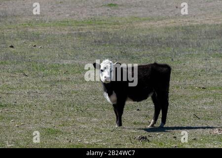 Un vitello carino, nero, Polled Hereford con una faccia sfumata e bianca che si erge da solo in un pascolo ranch e con la sua testa girata come si guarda qualcosa. Foto Stock