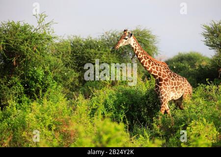 Massai-Giraffe Nel Parco Nazionale Tsavo Est, Kenya, Africa Foto Stock