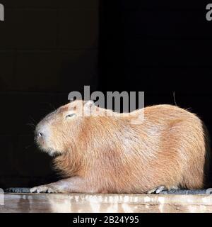 A Capybara, Hydrochoerus hydrochaeris, riposo. Bergen County Zoo, Van Saun Park, Paramus, New Jersey, Stati Uniti Foto Stock
