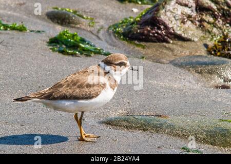 Piping plover su Crane Beach a Ipswich, ma Foto Stock