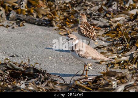 Piping plover su Crane Beach a Ipswich, ma Foto Stock