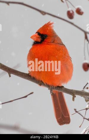 un maschio cardinale settentrionale in un granchio di mele Foto Stock