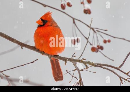 un maschio cardinale settentrionale in un granchio di mele Foto Stock