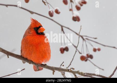 un maschio cardinale settentrionale in un granchio di mele Foto Stock