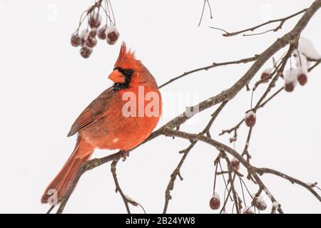 un maschio cardinale settentrionale in un granchio di mele Foto Stock