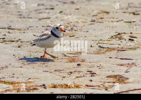 Piping plover su Crane Beach a Ipswich, ma Foto Stock