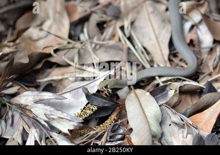 Piccolo albido velenoso australiano nativo, il serpente di frusta di faccia gialla, Demansia psammophis, famiglia Elapidae, in figliata di foglie di un giardino di Sydney, NSW, Au Foto Stock