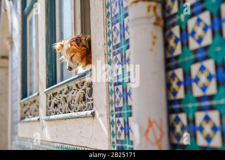 Un cane della casa seduto accanto alla finestra di una casa coperta di piastrelle portoghesi a Lisbona Portogallo Foto Stock