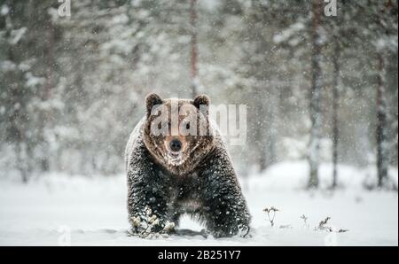 Adulto maschio di orso marrone cammina attraverso la foresta invernale nella neve. Vista frontale. Nevicate, Blizzard. Nome scientifico: Ursus arctos. Habitat naturale Foto Stock