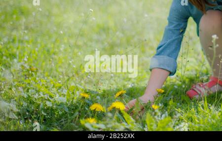 il bambino raccoglie i dandelions dei fiori nell'erba in primavera. Sfondo primavera. Foto Stock