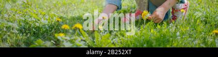 il bambino raccoglie i dandelions dei fiori nell'erba in primavera. Sfondo primavera. Foto Stock
