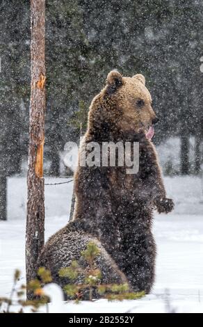 Orso e cucciolo sulla neve nella foresta invernale. Lei-orso in piedi sulle sue gambe posteriori. Neve, neve Blizzard. Nome scientifico: Ursus arctos. Ha naturale Foto Stock