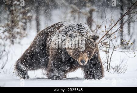 Adulto maschio di orso marrone cammina attraverso la foresta invernale nella neve. Vista frontale. Nevicate, Blizzard. Nome scientifico: Ursus arctos. Habitat naturale Foto Stock