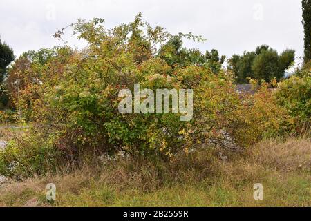 Arbusto ornamentale con frutti rossi nel parco Foto Stock