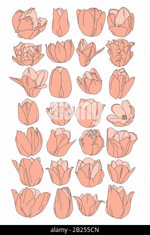 Antichi disegni botanici di fiori primaverili. Rose, peonie e tulipani rosa, perfetti per poster e loghi. Illustrazione Vettoriale