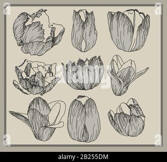 Antichi disegni botanici di fiori primaverili. Rose, peonie e tulipani, perfetti per poster e loghi. Illustrazione Vettoriale