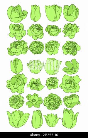 Antichi disegni botanici di fiori primaverili. Rose, peonie e tulipani, perfetti per poster e loghi. Illustrazione Vettoriale