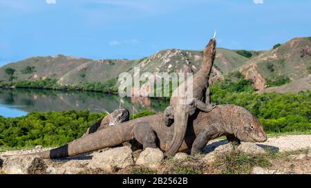 Dragon il dragone. Una femmina di drago salito sulla cima del maschio di dimensioni maggiori. Drago di Komodo, nome scientifico: Varanus komodoensis. Vista panoramica sul retro Foto Stock