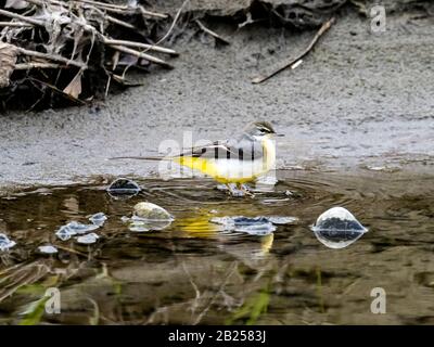 Una colorata wagtail grigia, Motacilla cinerea, cammina accanto a un laghetto di acque profonde accanto al fiume Tama a Tokyo, Giappone. Foto Stock