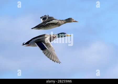 Mallards al lago di volare Foto Stock