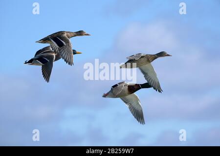 Mallards al lago di volare Foto Stock