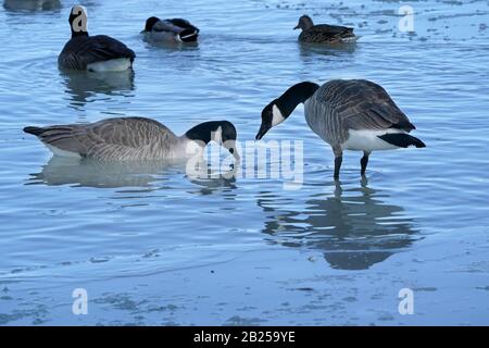 Canada Geese al lago ghiacciato Foto Stock