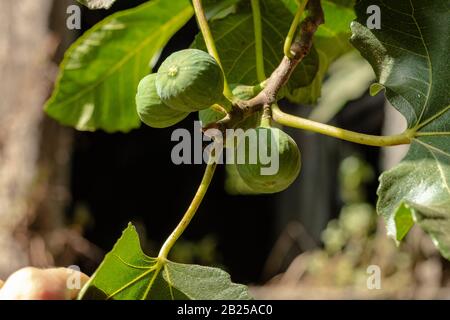 Fichi immaturi verdi che crescono su un albero in Italia, Campania Foto Stock