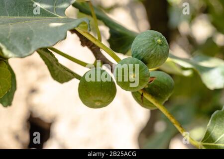 Frutti di fico verde che crescono su rami di albero con foglie verdi. Foto Stock