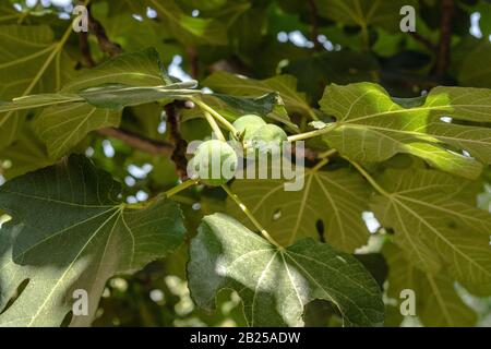 Fig. I fichi immaturi verdi crescono su un ramo di alberi da frutto con vegetazione lussureggiante nel giardino italiano Foto Stock