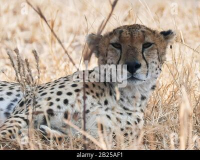 una gheparia assonnata a tarangire Foto Stock