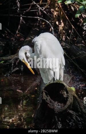 Celestun, Yucatan, Messico: Un'egretta di neve - Egretta thula - nelle mangrovie alla Riserva della Biosfera di Celestun. Foto Stock