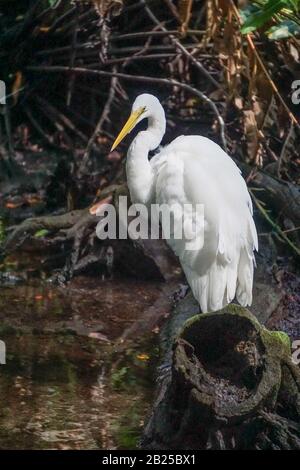 Celestun, Yucatan, Messico: Un'egretta di neve - Egretta thula - nelle mangrovie alla Riserva della Biosfera di Celestun. Foto Stock