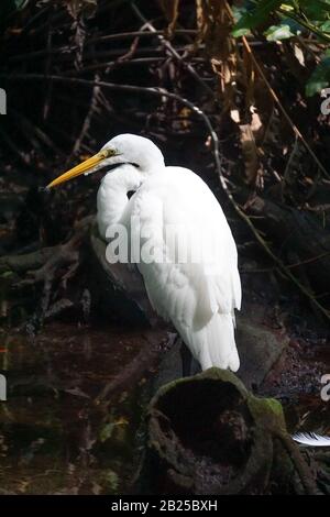 Celestun, Yucatan, Messico: Un'egretta di neve - Egretta thula - nelle mangrovie alla Riserva della Biosfera di Celestun. Foto Stock