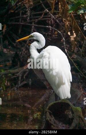 Celestun, Yucatan, Messico: Un'egretta di neve - Egretta thula - nelle mangrovie alla Riserva della Biosfera di Celestun. Foto Stock