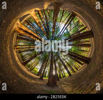 "Piccolo pianeta" vista circolare degli alberi al Presidio di San Francisco. Foto Stock
