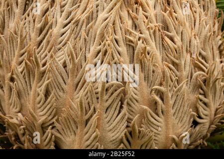 Cono di seme di Cycas revoluta Cycad Foto Stock