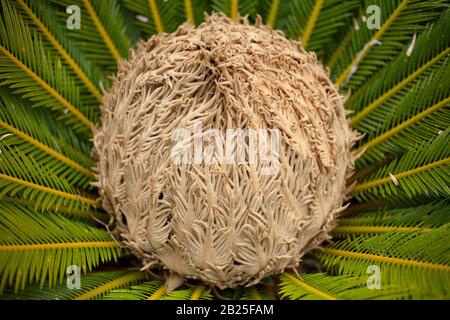 Cono di seme di Cycas revoluta Cycad Foto Stock