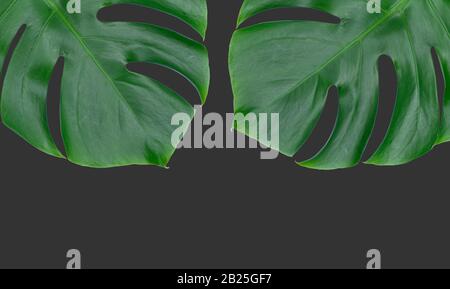Due fogli di monstera su sfondo grigio. Foglie tropicali. Spazio di copia. Foto Stock