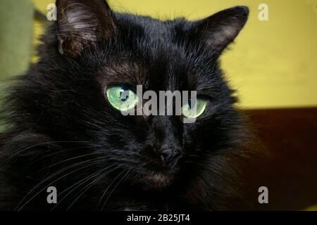 Ritratto di gatto nero domestico che guarda al lato. Messa a fuoco selettiva. Primo piano. AlL'Interno. Foto Stock