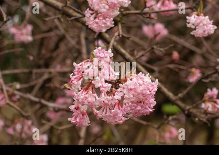 fiori rosa a forma di trombe di bodnantense viburnum o palla di neve invernale Foto Stock