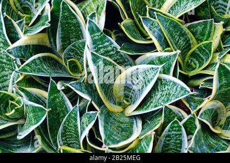 Vista dall'alto di Sansevieria trifasciata dorata, o Golden Hahnii. Pianta con foglie striate verdi e gialle Foto Stock