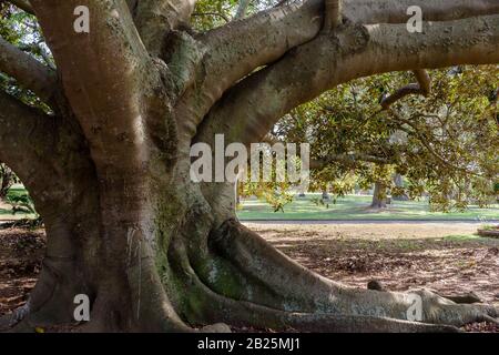 Molto vecchio tronco di fico selvatico vicino in parco Foto Stock
