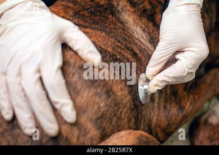 il veterinario ascolta il battito cardiaco di un cane. il medico applica uno stetoscopio ad un animale domestico. Foto Stock