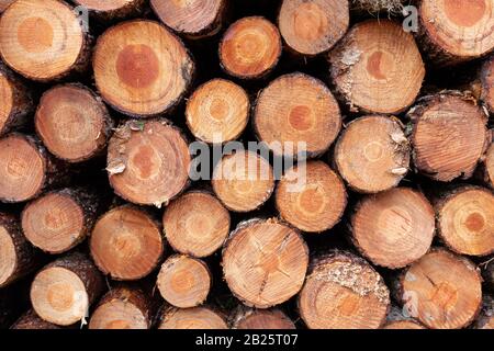 Grande pila di legno di pino loggato mostrando anelli di crescita annuale Foto Stock