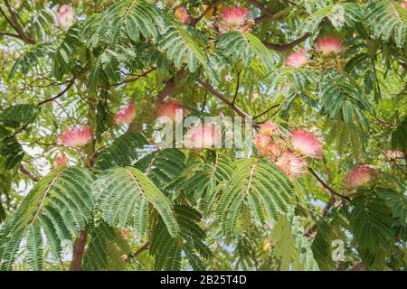 Fioritura albero subtropicale Albizia julibrissin (albero di seta persiana, albero di seta rosa) Foto Stock