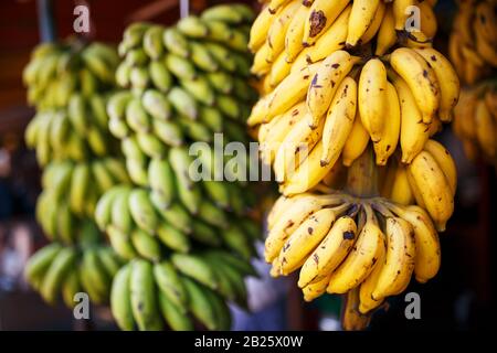 Un grosso fascio di banane gialle e verdi su una branca in un fascio, appesa alla stalla di mercato. Branca con banane Foto Stock