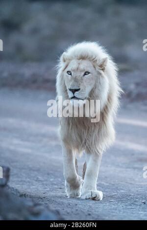 White Lion Panthera leo, Sanbona Wildlife Reserve, Sud Africa Foto Stock