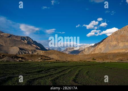 Agricoltura A Mane Village, Valle Di Spiti, Himachal Pradesh. Foto Stock