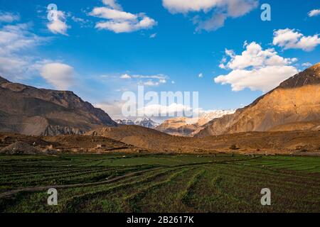 Agricoltura A Mane Village, Valle Di Spiti, Himachal Pradesh. Foto Stock